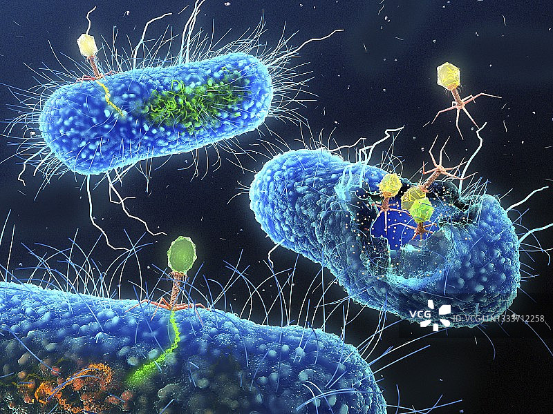 细菌转导图示图片素材