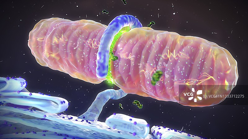 线粒体分裂插图图片素材