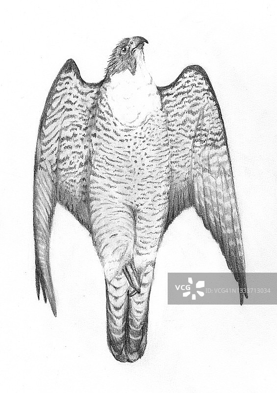 游隼插画图片素材