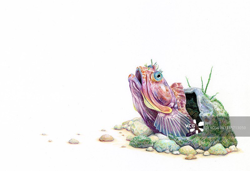 讽刺鳚插画图片素材