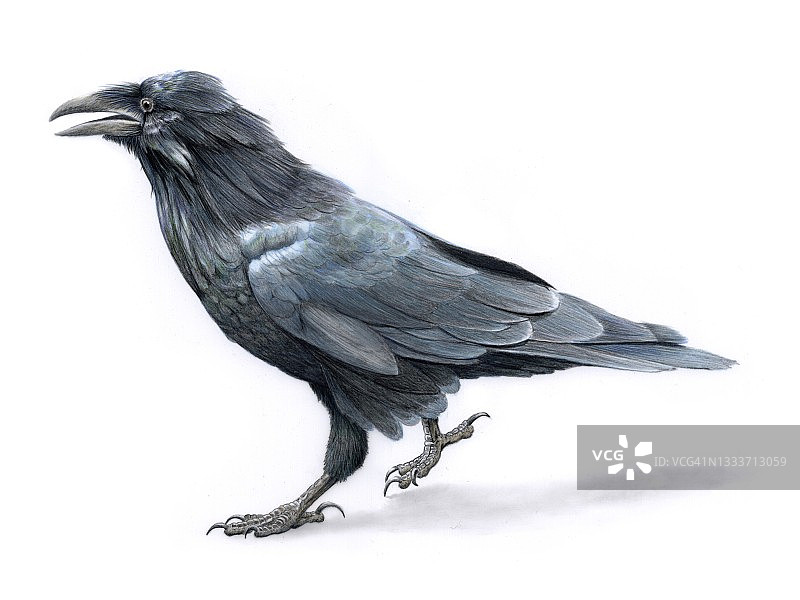 乌鸦，插图图片素材