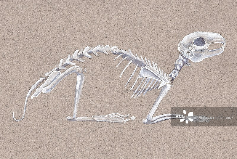 兔子骨骼插画图片素材