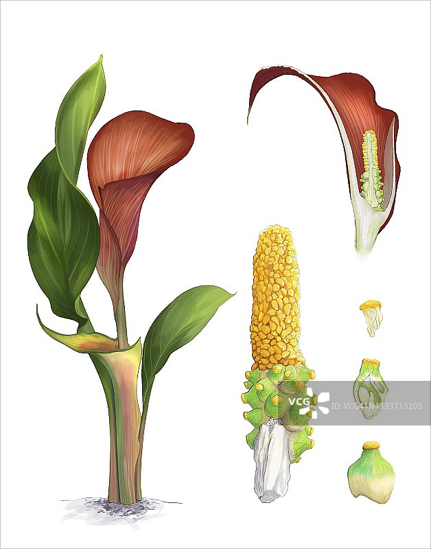 马蹄莲解剖结构插图图片素材