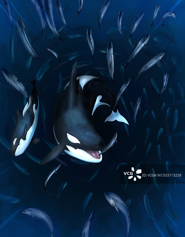 虎鲸捕食鲑鱼插画图片素材