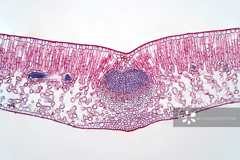 叶子的横截面，光学显微照片图片素材
