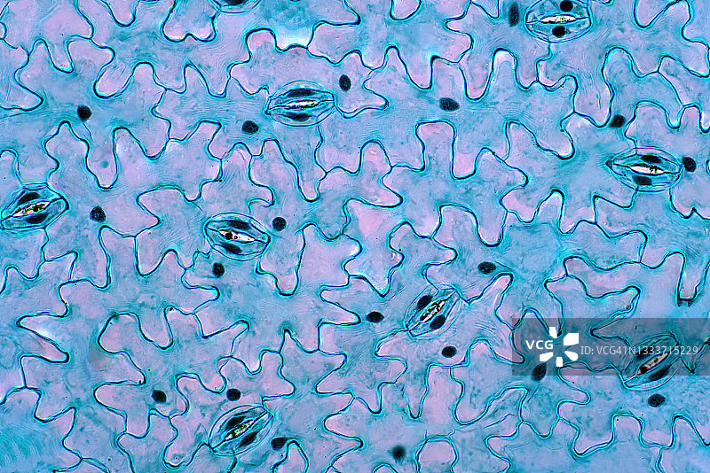 叶表皮显微照片图片素材