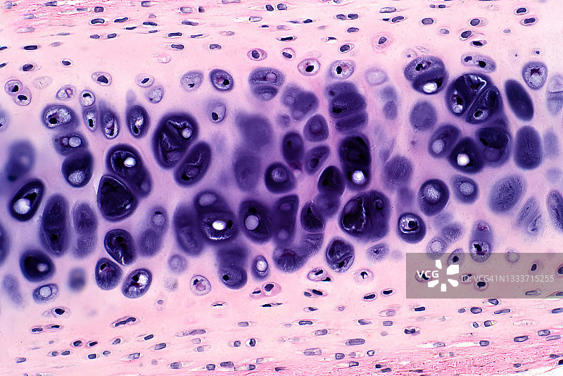 人类软骨显微照片图片素材