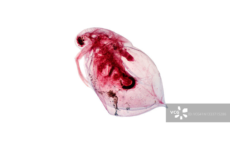 水蚤显微照片图片素材