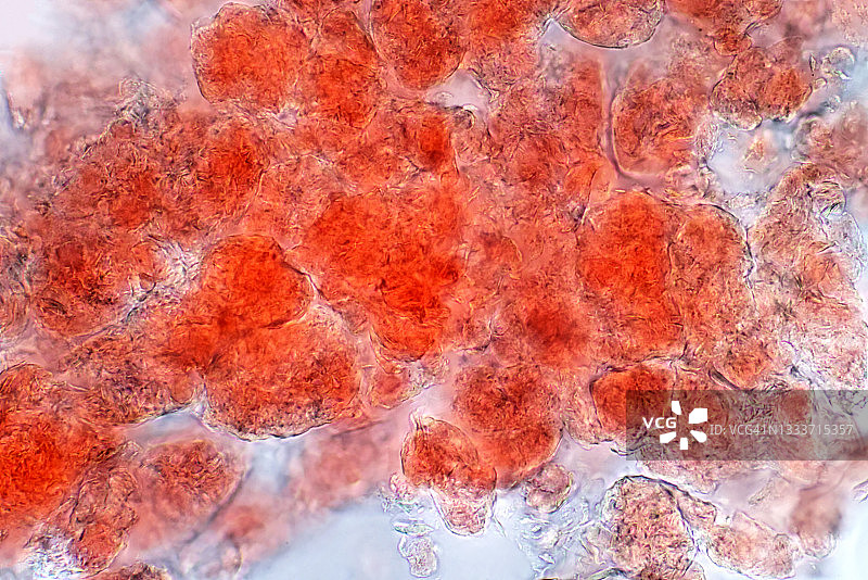 脂肪组织，光学显微照片图片素材
