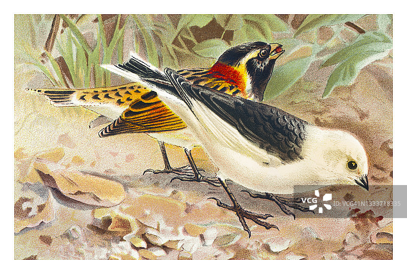 鸟类学：鹀属鸟类的古老版画插图图片素材