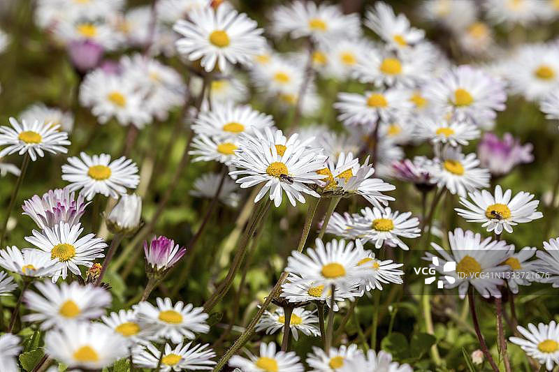 德国巴登-符腾堡州盛开的雏菊图片素材