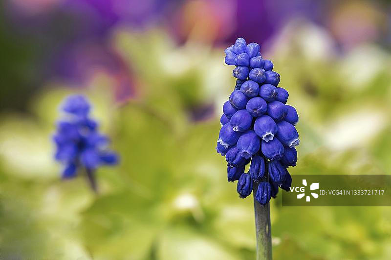 盛开的葡萄风信子（Muscari），巴登-符腾堡州，德国图片素材