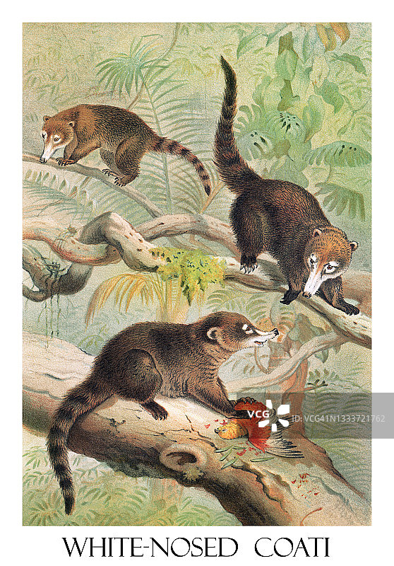 白鼻浣熊（Nasua narica）的古老雕刻插图图片素材
