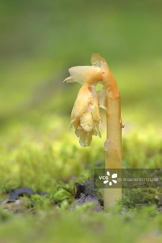 水晶兰图片素材