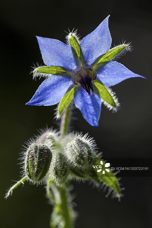 琉璃苣，开花，德国巴登-符腾堡州图片素材