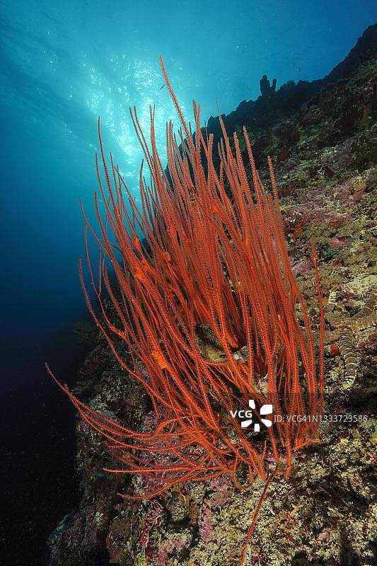 红珊瑚，菲律宾海图片素材