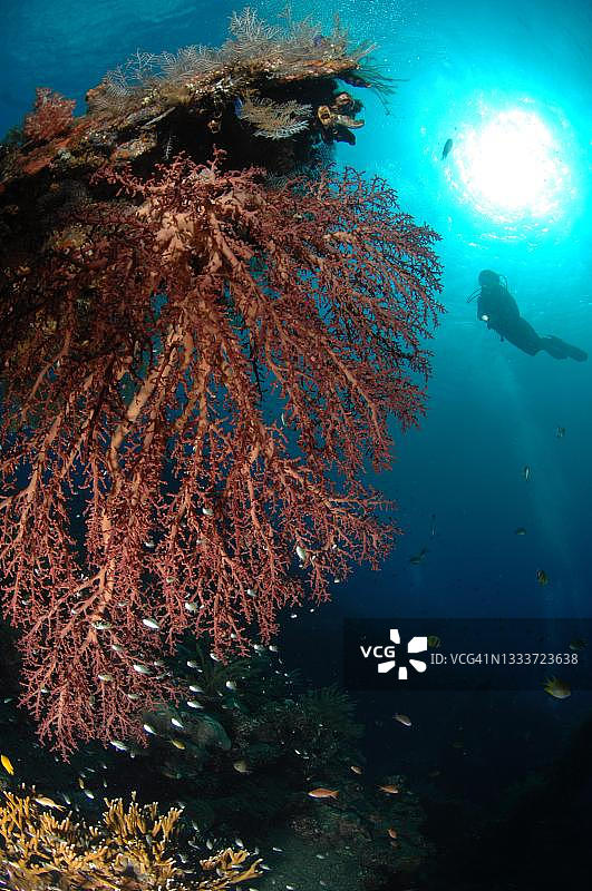 太平洋巴厘岛的红色软珊瑚，潜水员在后方图片素材