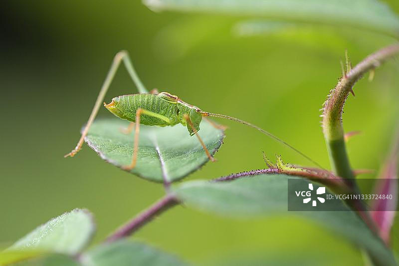 德国大绿灌木蟋蟀图片素材