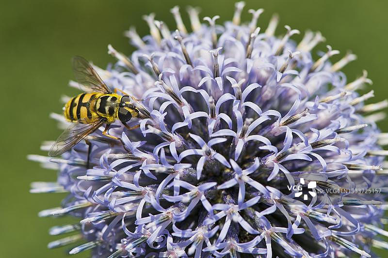 常见球花蚜蝇(Myathropa florea)在蓝刺头(Echinops ritro)上,德国下萨克森州埃姆斯兰图片素材