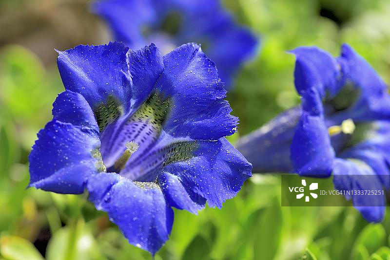 盛开的无茎龙胆（Gentiana acaulis），德国巴伐利亚州图片素材