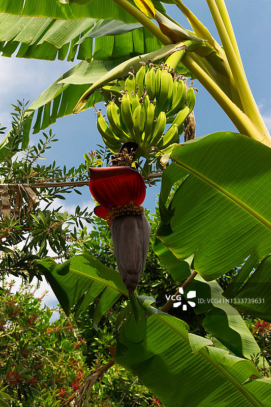 棕榈树上的香蕉图片素材