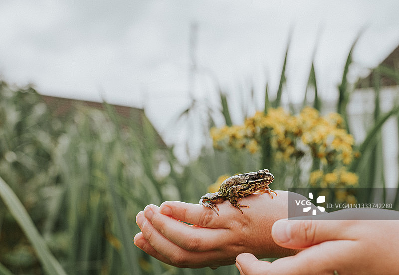孩子手心里的小青蛙图片素材