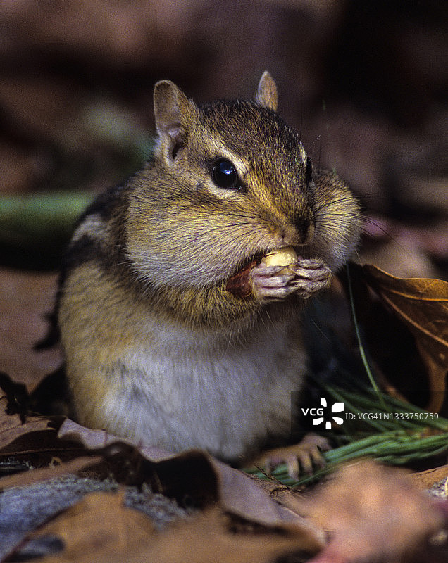 花栗鼠（条纹花栗鼠）颊囊鼓鼓地吃着种子图片素材