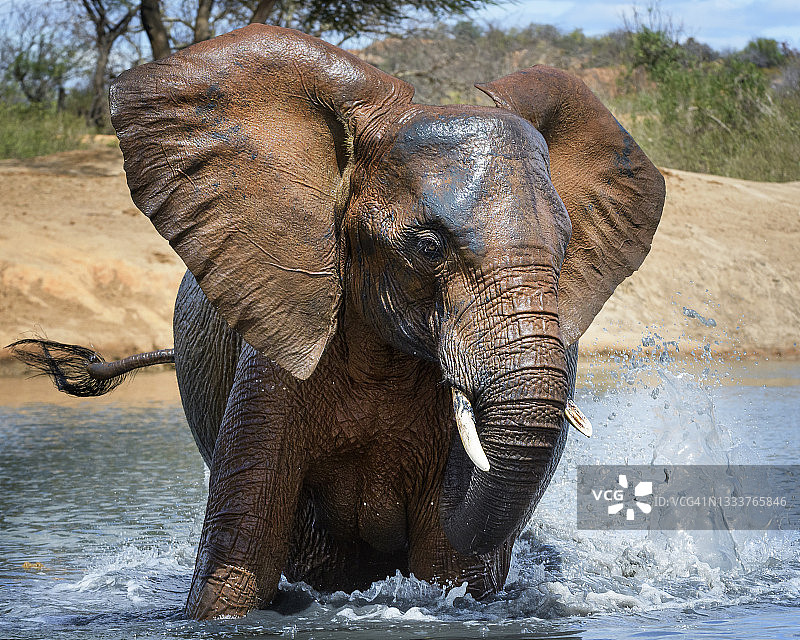 在肯尼亚伊通巴山丘水坑里嬉戏的可爱小象图片素材