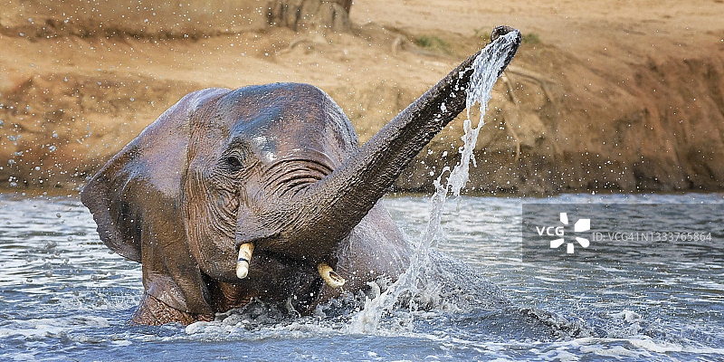 可爱小象在伊桑巴山水中玩耍图片素材