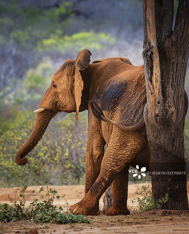 肯尼亚察沃东部红色尘土中挠痒痒的有趣大象图片素材