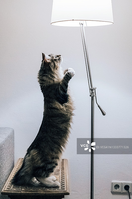 小猫伸展身体捕捉灯光下的飞虫图片素材