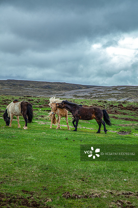 戏剧性天空下，在茂盛的绿色田野中打斗的两匹冰岛马图片素材