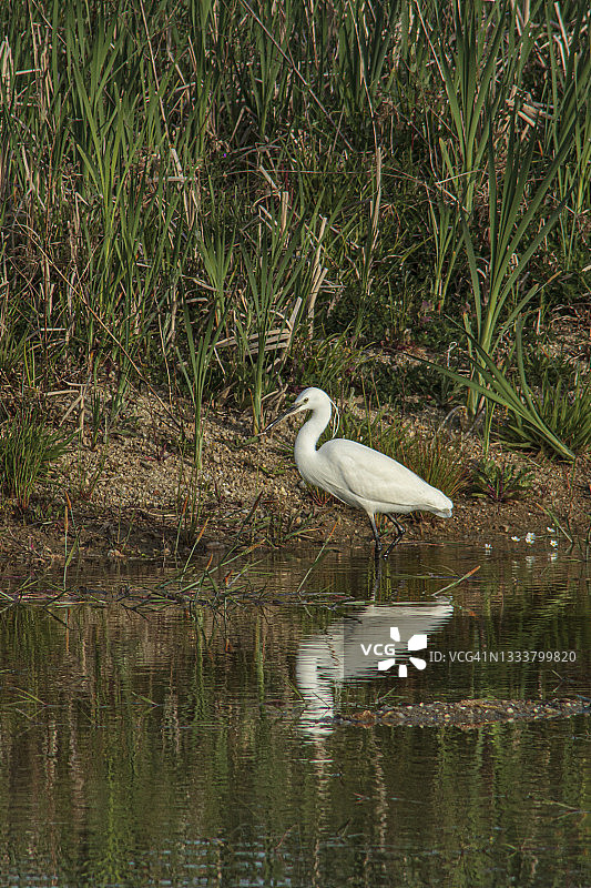 小白鹭在沼泽地图片素材