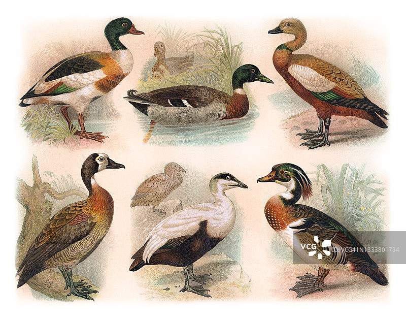 鸟类学古老雕刻插图：鸭子图片素材