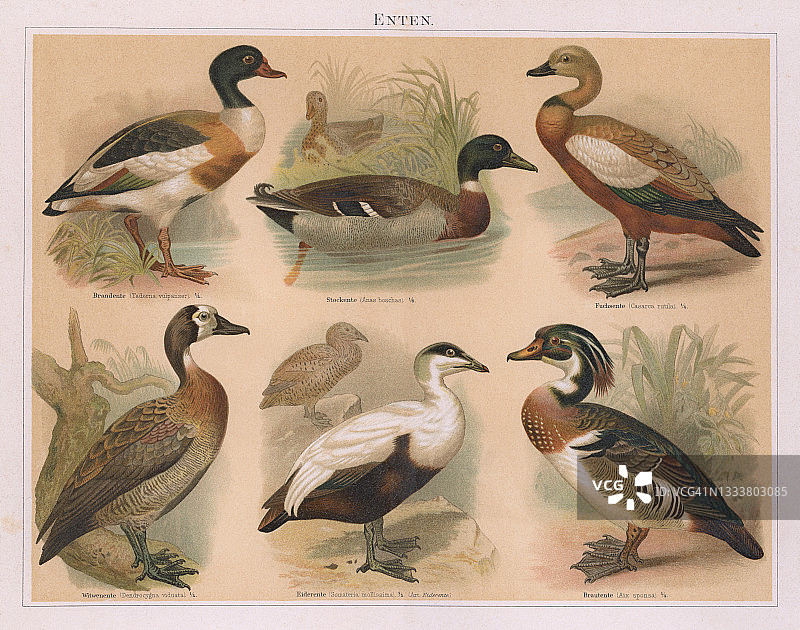 鸟类学古老雕刻插图：鸭子图片素材