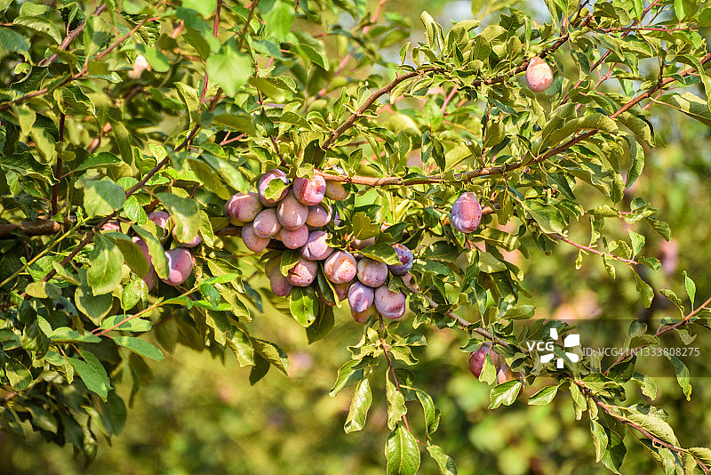 北加州西梅园中成熟的西梅图片素材