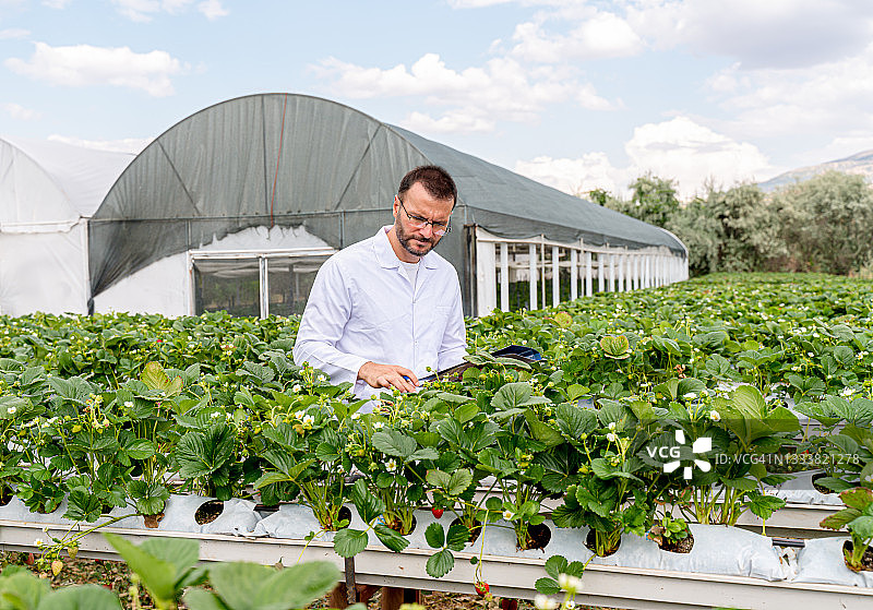 草莓水培垂直农场温室图片素材