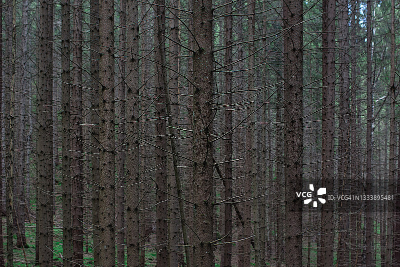 树林中数百棵高大的松树图片素材