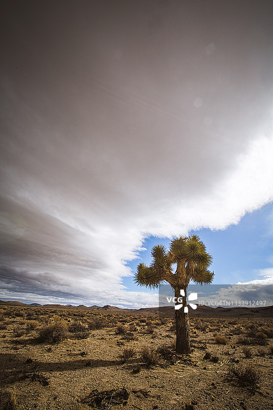 加州死亡谷风暴云下的约书亚树图片素材