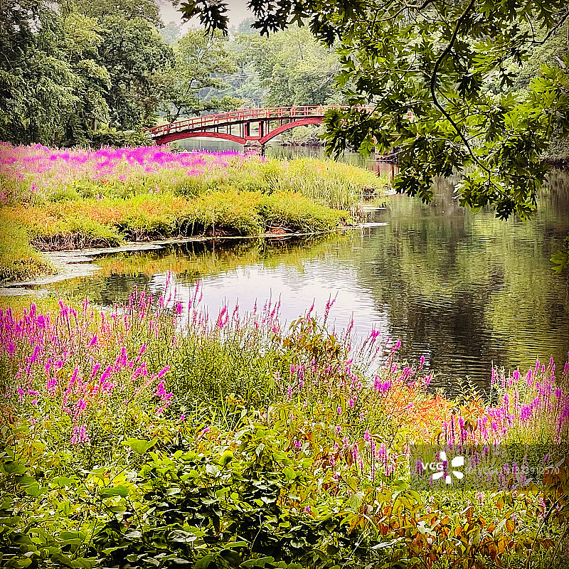 查尔斯河上的八月紫色花朵图片素材