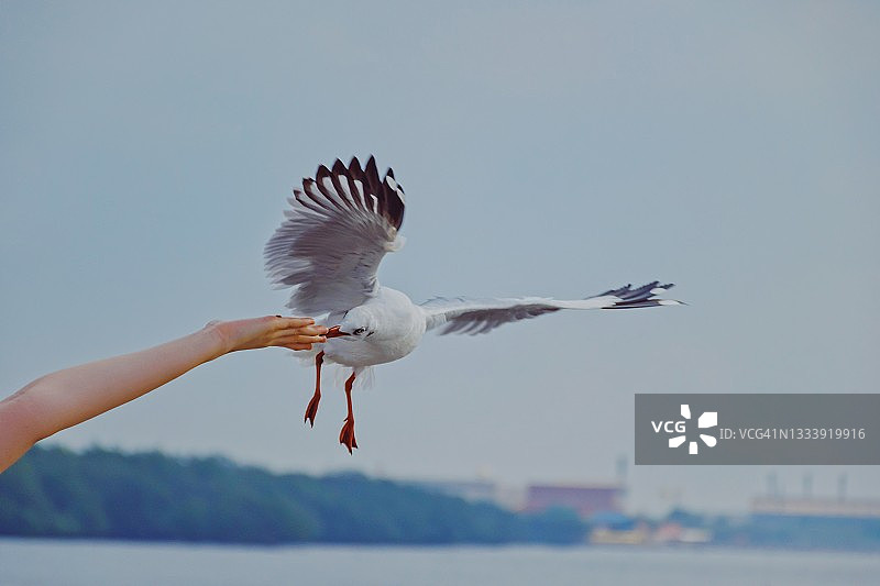 日落时分，从手中取食的飞翔海鸥图片素材