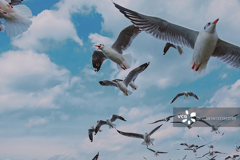 天空中飞翔的海鸥仰视角度图片素材