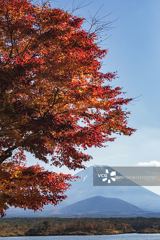 秋季山梨县精进湖的富士山与红枫树图片素材