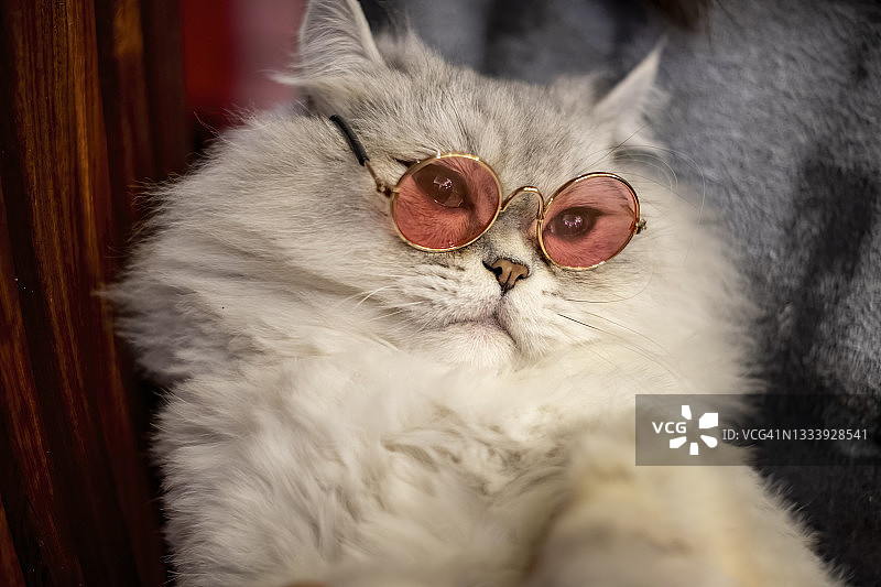 主人给白猫戴上眼镜图片素材