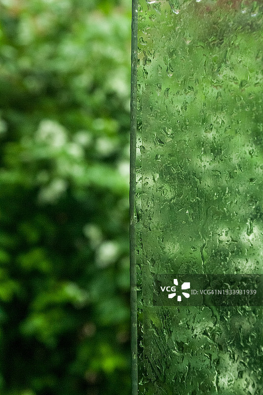 雨中的三角梅树图片素材