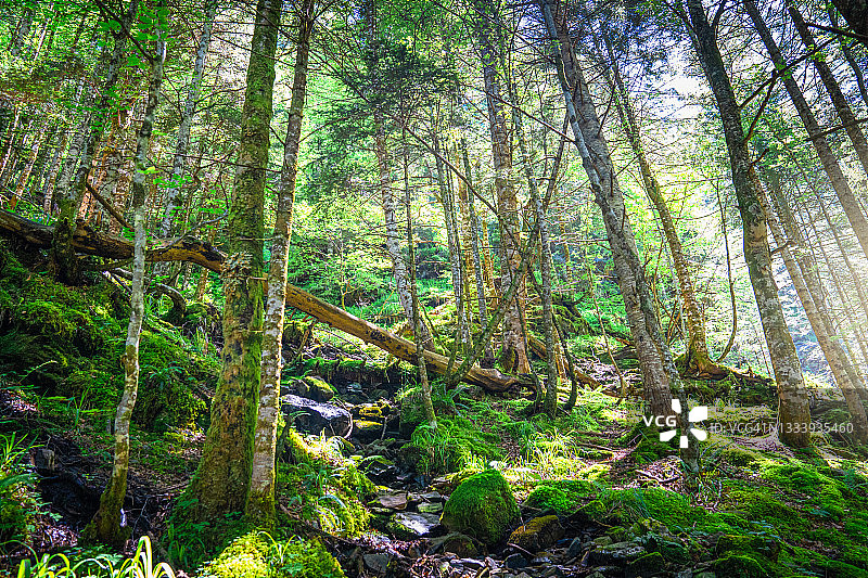 夏季傍晚，法国森林中雾气弥漫的狭窄小路图片素材