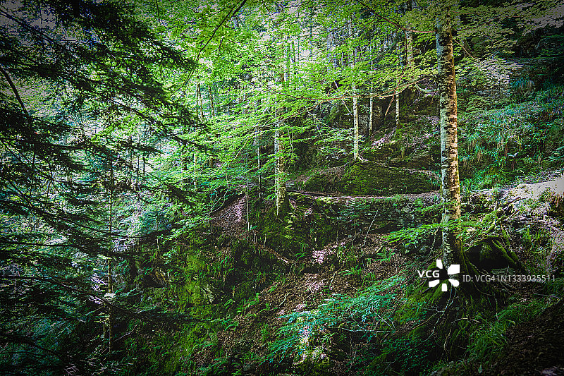 夏季傍晚，法国森林中雾气弥漫的狭窄小路图片素材