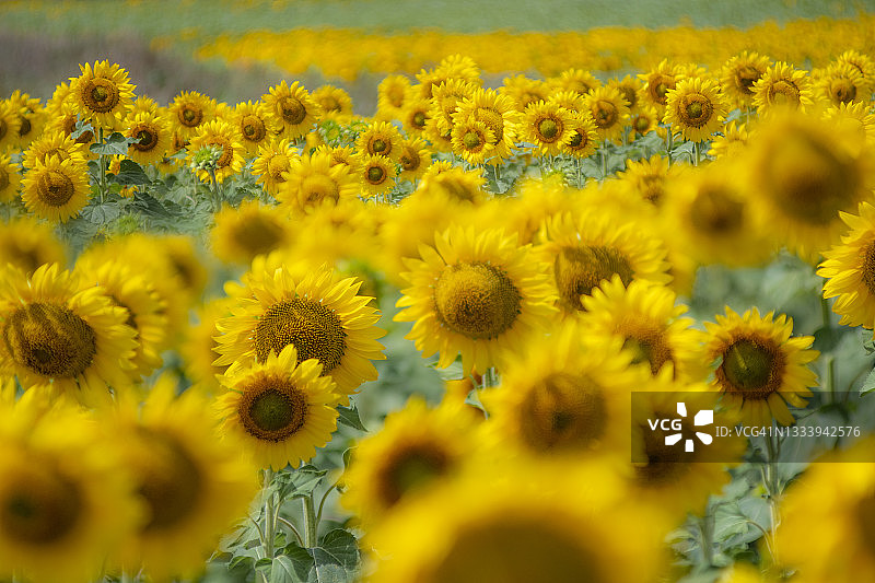 向日葵种植园图片素材