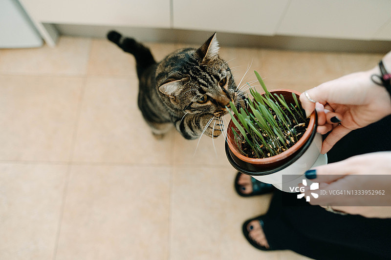 猫咪吃猫草图片素材