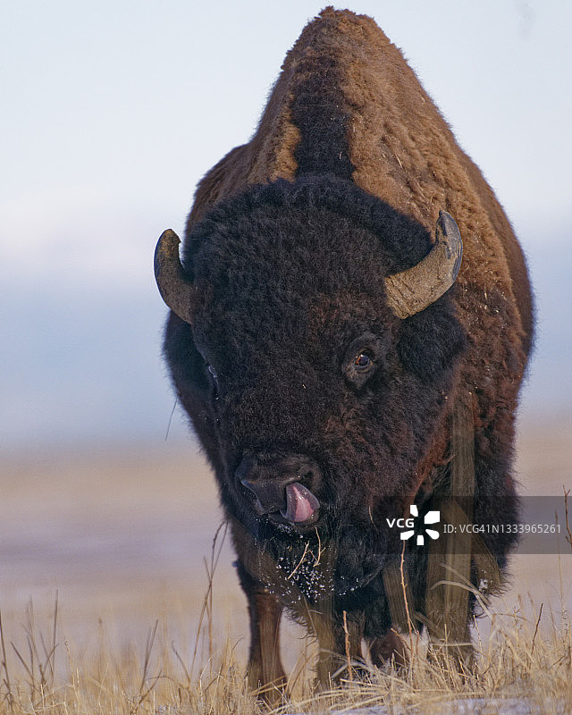 看着镜头的美洲野牛图片素材